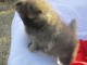 Chiot spitz allemand nain femelle
