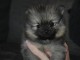Chiot spitz allemand nain femelle