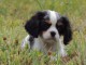 A donner chiot cavalier king charles spaniel femelle