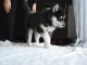 A donner chiots Husky de sib&eacute;rien