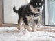 A donner chiots Husky de sib&eacute;rien 