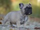 Chiot Bouledogue Fran&ccedil;ais lof a donner