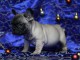Chiot Bouledogue Fran&ccedil;ais lof a donner