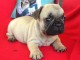 Chiot Bouledogue Fran&ccedil;ais lof a donner