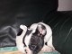  2 chiots bouledogue fran&ccedil;ais 