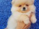 jolis chiots spitz nain pom&eacute;raniens