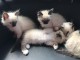  Superbes chatons sacr&eacute; de Birmanie