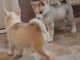  Superbes chiots Husky Sib&eacute;rien.