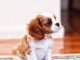  Disponibles jolies b&eacute;b&eacute;s cavaliers king charles