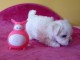 A donner chiot type bichon maltais femelle