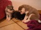 Chiots husky sib&eacute;rien pure race pour adoption