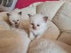 Magnifique chaton Sacr&eacute; de Birmanie 