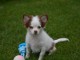 Mini chiot femelle type chihuahua &agrave; donner