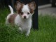 Mini chiot femelle type chihuahua &agrave; donner