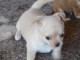 Mini chiot femelle type chihuahua &agrave; donner