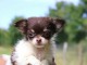 Mini chiot femelle type chihuahua &agrave; donner