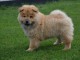 Chiot chow chow de 3 mois chercher foyer d