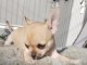 Mini chiot femelle type chihuahua &agrave; donner