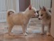 chiots Husky de sib&eacute;rien tr&egrave;s gentill