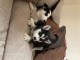Chiots Husky sib&eacute;rien ag&eacute;s de 3 mois
