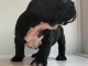  Jolies Chiots Type Bouledogue Fran&ccedil;ais