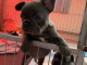  Disponibles chiots bouledogue Fran&ccedil;ais lof