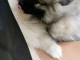 chiots spitz pour adoption d&eacute;finitive.