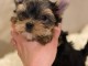 Adorables chiots yorkshire lof