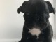chiot type bouledogue Fran&ccedil;ais