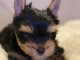 jolies chiots yorkshire dispo