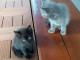 Chatons sevr&eacute;s male et femelle