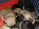 chiots type carlin disponibles.