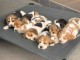 Magnifique chiot Beagle &agrave; adopter