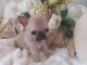 Chiot chihuahua femelle &agrave; donner