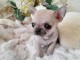 Chiot chihuahua femelle &agrave; donner