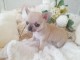 Chiot chihuahua femelle &agrave; donner