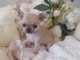 Chiot chihuahua femelle &agrave; donner