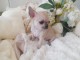 Chiot chihuahua femelle &agrave; donner