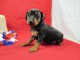 Chiot Pinscher nain a donner