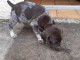 Chiot Braque allemand &agrave; poil court a donner