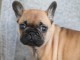 Chiot bouledogue fran&ccedil;ais m&acirc;le rouge fauve