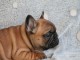 Chiot bouledogue fran&ccedil;ais m&acirc;le rouge fauve