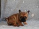 Chiot bouledogue fran&ccedil;ais m&acirc;le rouge fauve
