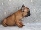 Chiot bouledogue fran&ccedil;ais m&acirc;le rouge fauve