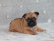 Chiot bouledogue fran&ccedil;ais m&acirc;le rouge fauve
