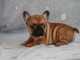 Chiot bouledogue fran&ccedil;ais m&acirc;le rouge fauve