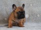Chiot bouledogue fran&ccedil;ais m&acirc;le rouge fauve