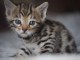  Magnifiques Chatons Bengal &agrave; donner