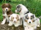 Magnifique chiots berger australien &agrave; donnerai