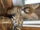 Disponible Savannah et serval  caracal et Ocelot chatons